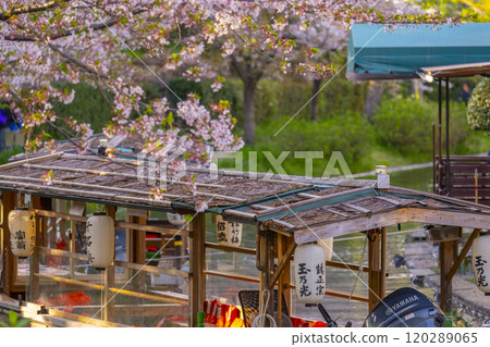 盛開的櫻花和伏見十國船 盛開的櫻花和伏見十國船 120289065