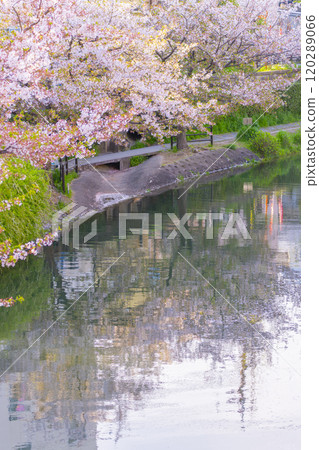 盛開的櫻花和伏見十國船 120289066