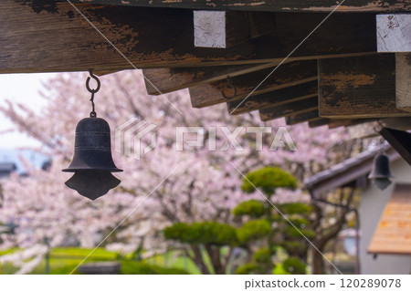 Cherry blossoms seen through the wind chimes of Yanagi Kannon-do Hall in Nara 120289078