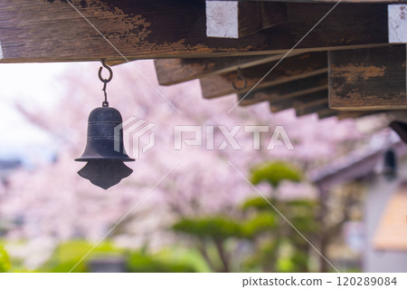 Cherry blossoms seen through the wind chimes of Yanagi Kannon-do Hall in Nara 120289084