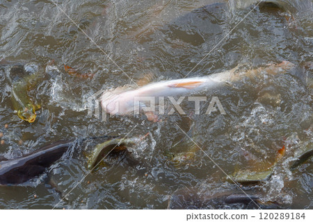 Crowd of freshwater fish scramble food in river 120289184