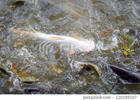 Crowd of freshwater fish scramble food in river 120289187