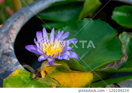 Lotus flower (Tropical water-lily) Lotus flower (Tropical water-lily) 120289224