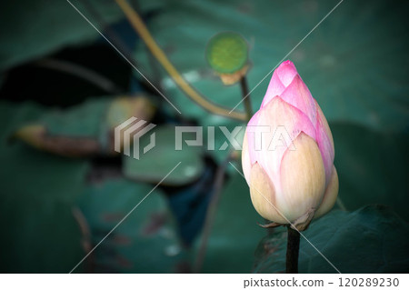 Lotus flower (Lotus or Nelumbo) Lotus flower (Lotus or Nelumbo) 120289230