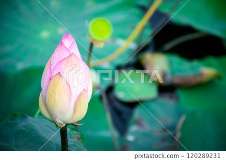 Lotus flower (Lotus or Nelumbo) 120289231