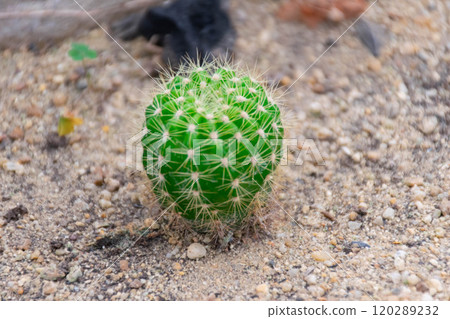 Cactus and Cactus flowers popular for decorative 120289232