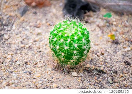 Cactus and Cactus flowers popular for decorative Cactus and Cactus flowers popular for decorative 120289235