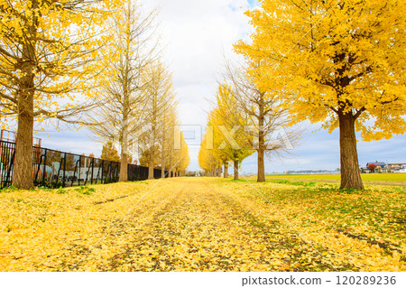 秋田縣深秋的銀杏樹上落滿了落葉 秋田縣深秋的銀杏樹上落滿了落葉 120289236