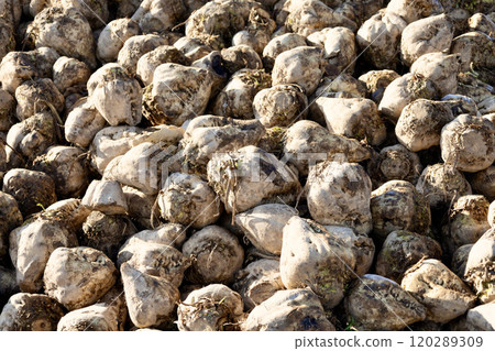 Hokkaido sugar beet Hokkaido sugar beet 120289309