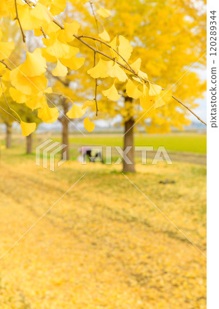 秋田縣深秋，沿著銀杏林道採銀杏果 120289344