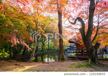 World Heritage Site Chusonji Temple: Morning at Benzaiten Hall dyed in autumn colors, Iwate Prefecture 120289645