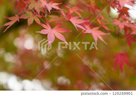 Colorful and beautiful autumn maple leaves, close-up, bokeh Colorful and beautiful autumn maple leaves, close-up, bokeh 120289901