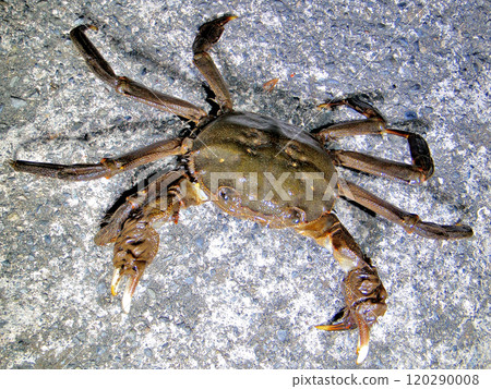 Medium-sized mitten crab Medium-sized mitten crab 120290008