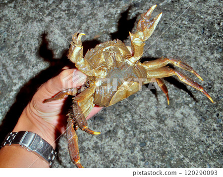 A Japanese mitten crab with eggs in its belly A Japanese mitten crab with eggs in its belly 120290093