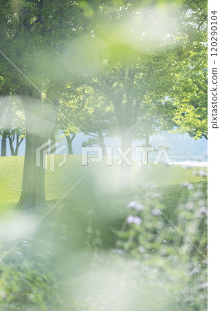 Sparkling image of fresh greenery in the park 120290104
