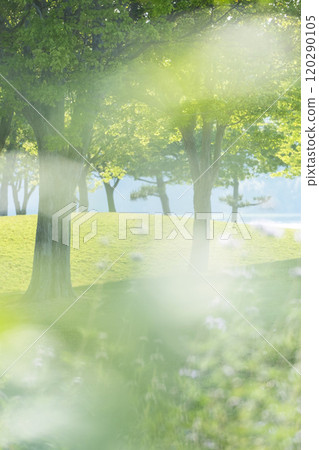 Sparkling image of fresh greenery in the park 120290105