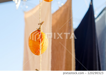 Dried persimmons hanging out to dry with the laundry, waiting to be completed 120290323