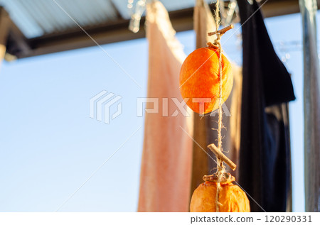 Dried persimmons hanging out to dry with the laundry, waiting to be completed 120290331