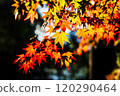 紅黃相間的秋葉在光線的襯托下閃閃發光－季節的氣息 120290464