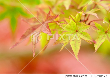 Beautiful maple leaves starting to change color, pale red background, close-up 120290474