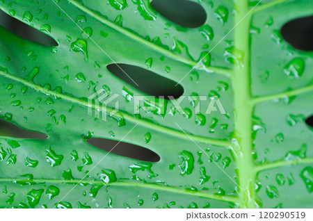 Monstera, Hurricane plant or Swiss cheese plant and rain droplet Monstera, Hurricane plant or Swiss cheese plant and rain droplet 120290519