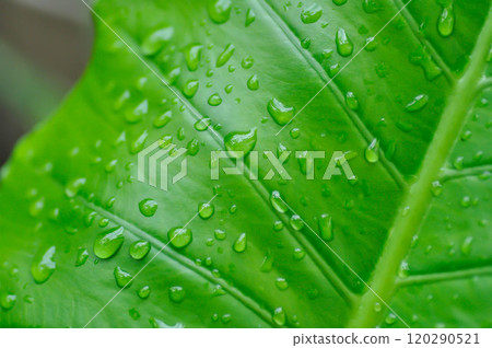 Alocasia, Alocasia macrorrhizos or Alocasia plant pr leaf background and rain droplet Alocasia, Alocasia macrorrhizos or Alocasia plant pr leaf background and rain droplet 120290521