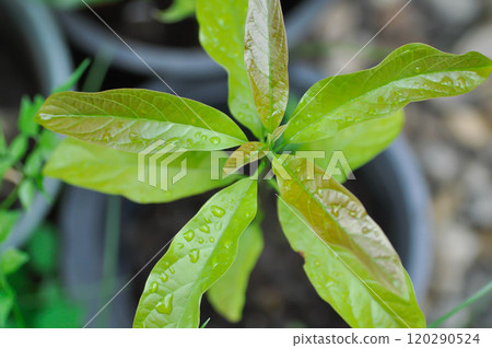 Persea americana Mill or Avocado, Lauraceae or Persea gratissima or avocado plant and rain droplet Persea americana Mill or Avocado, Lauraceae or Persea gratissima or avocado plant and rain droplet 120290524