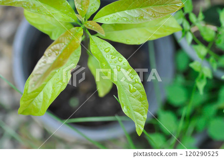 Persea americana Mill or Avocado, Lauraceae or Persea gratissima or avocado plant and rain droplet Persea americana Mill or Avocado, Lauraceae or Persea gratissima or avocado plant and rain droplet 120290525