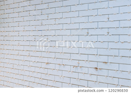 A white brick wall reveals a textured surface with visible imperfections, including small repair spots and marks. The wall reflects sunlight, enhancing its details. A white brick wall reveals a textured surface with visible imperfections, including small repair spots and marks. The wall reflects sunlight, enhancing its details. 120290830
