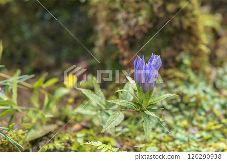 Close-up of purple gentian flowers / Chichibu District, Saitama Prefecture, October 120290938