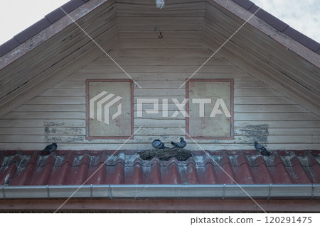Pigeons and bird's nest placed on the cornice of a house at the roof. Pigeons and bird's nest placed on the cornice of a house at the roof. 120291475