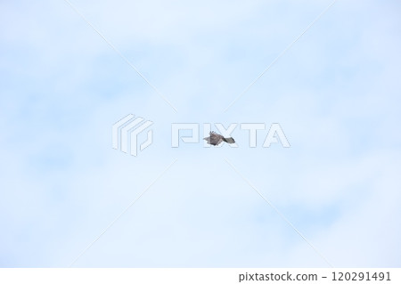 The flight of a bee-bear 120291491
