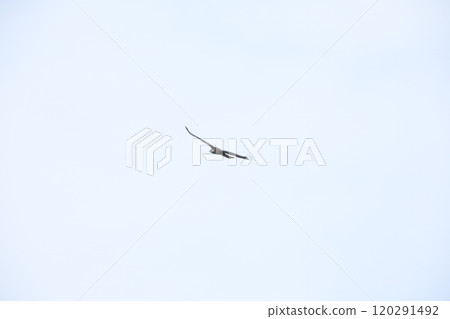 The flight of a bee-bear 120291492