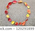 Making a circle with fallen cherry blossom leaves in autumn 120291899