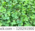 Three-leaf clover, white clover 120291900