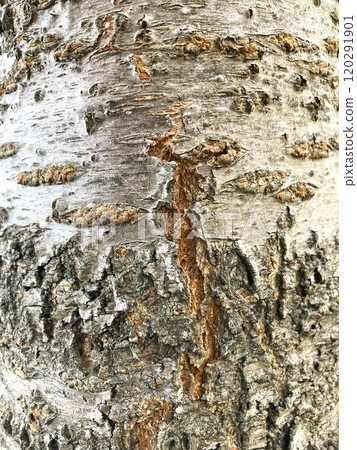 Cherry tree bark 120291901