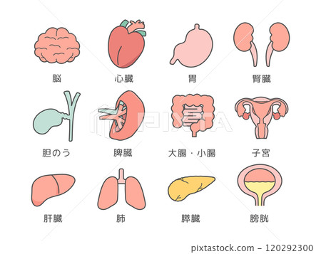 大腦、器官、內臟插圖集(附說明) 大腦、器官、內臟插圖集(附說明) 120292300