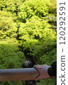 流經京都新綠的瀑布 120292591