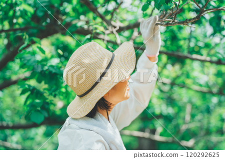 樹木和農民 120292625