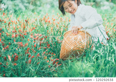 Woman picking strawberry candles Woman picking strawberry candles 120292638