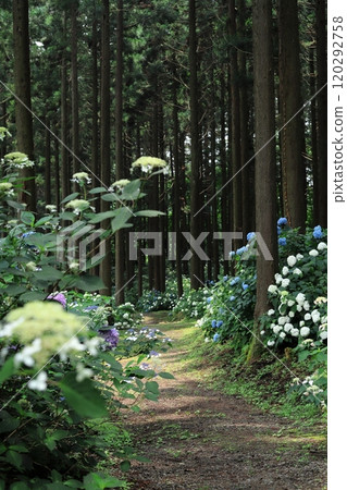 Hydrangea of Tendaiji temple Hydrangea of Tendaiji temple 120292758
