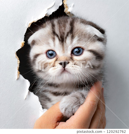 一隻可愛的蘇格蘭折耳貓小貓透過破牆上的洞握手 120292762