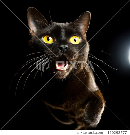 Bombay black cat running at full speed against a black background Bombay black cat running at full speed against a black background 120292777