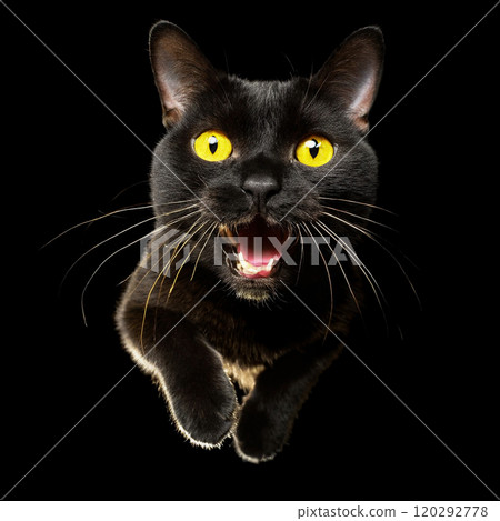 Bombay black cat running at full speed against a black background Bombay black cat running at full speed against a black background 120292778