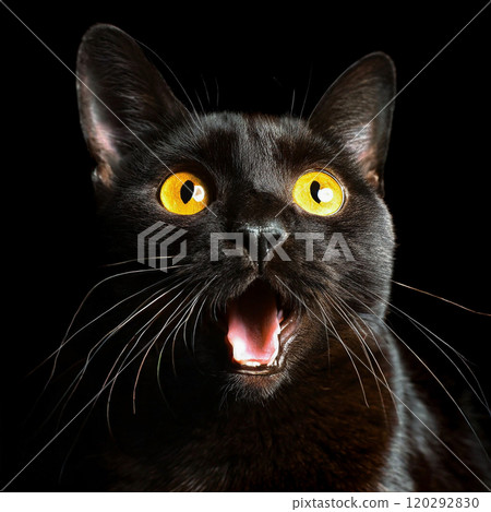 Bombay black cat with surprised expression on black background Bombay black cat with surprised expression on black background 120292830