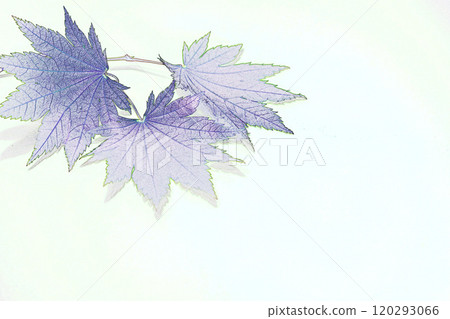 柔和風格的“三片楓葉”插圖圖像 柔和風格的“三片楓葉”插圖圖像 120293066