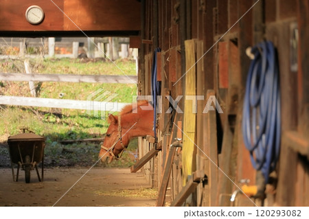 秋天的開田高原“木曾馬之裡” 120293082