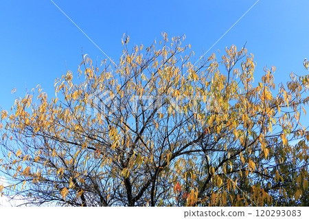 秋天的開田高原“木曾馬之裡” 120293083