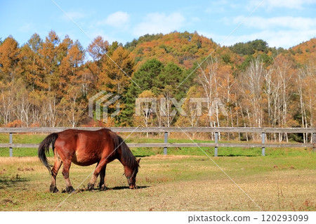 秋天的開田高原“木曾馬之裡” 120293099