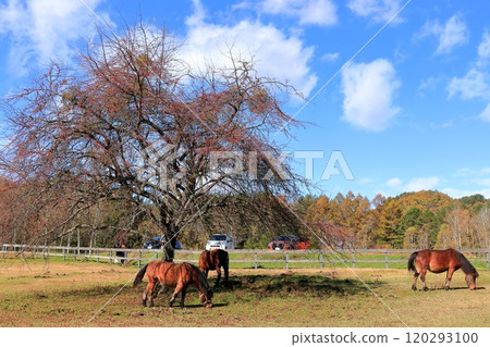 秋天的開田高原“木曾馬之裡” 秋天的開田高原“木曾馬之裡” 120293100